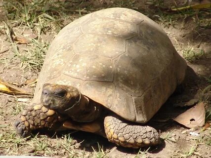 Yellow-footed Tortoise (Chelonoidis denticulata) - ZooChat