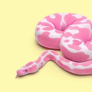 Pink Snake - Creative Debuts Snake art, Pink snake, Snake wa