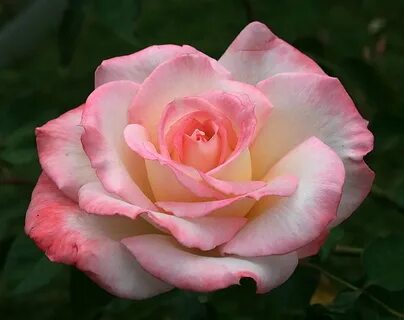 PlantFiles Pictures: Hybrid Tea Rose 'Secret', 1 by Calif_Su