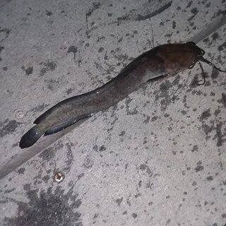 jordan bunnell on Instagram: "Catfish"