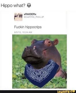Hippo Memes
