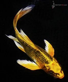 Cold Buy: Purchasing Your Koi in the Winter Next Day Koi