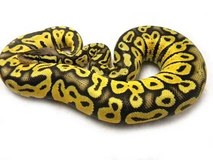 Super Pastel Trick - Morph List - World of Ball Pythons