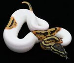 Piebald Ball Python Ball python, Python, Beautiful creatures