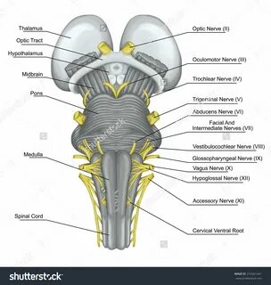 Image result for cranial nerve model Cranial nerves, Nervous