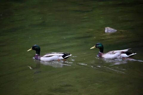 File:Mallard-ducks-swimming - West Virginia - ForestWander.j