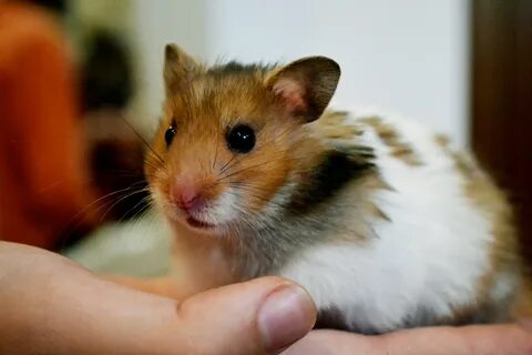 Hamster For Desktop