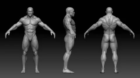 muscular male body 3d model low-poly obj fbx ztl 1 Character