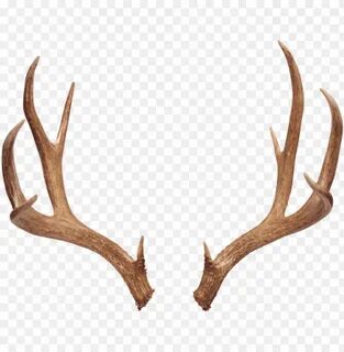 Stag Antlers Png : Use these free stag antlers png for your 