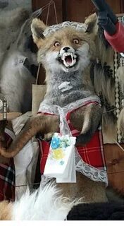 🐣 25+ Best Memes About Stuffed Fox Meme Stuffed Fox Memes