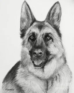 German Shepherd Drawn in Charcoal by Kate Sumners Dog drawin