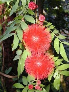 Cambridge, England: Botanic Garden: Powder Puff Tree flower