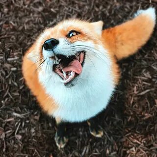 And Other Animals Animals beautiful, Cute animals, Pet fox