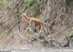 خبرآنلاین - تصاویر لحظه به لحظه شکار آهو توسط یوزپلنگ