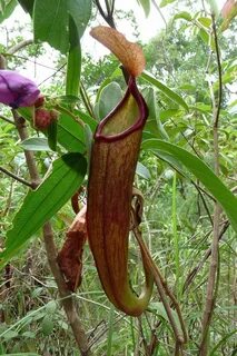 Nepenthes holdenii Everything You Need to Know with Photos V