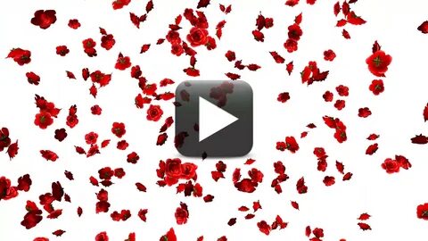 Free Rose Flowers Falling Animation Video Background - All D