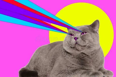 Lasers Cat Photos - Free & Royalty-Free Stock Photos from Dr