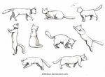 Cat reference by Kibbitzer.deviantart.com Animal drawings, C