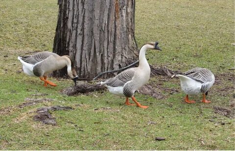 Free Images : nature, grass, cute, wildlife, fowl, fauna, fe