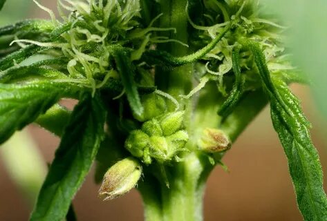 Hermaphrodite Cannabis Plants