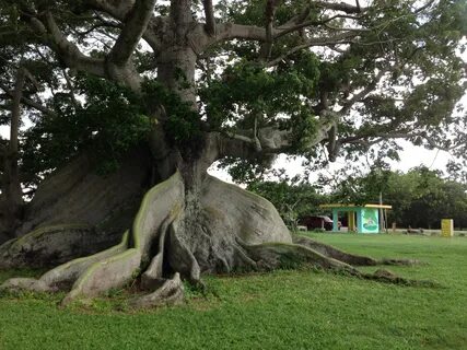 LA CEIBA PARQUE LA CEIBA DE VIEQUES