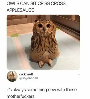 Owls can sit criss cross applesauce - 9GAG