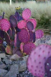 Opuntia macrocentra (Santa Rita) Weird plants, Cactus flower