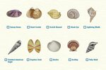 Guide to Navarre Seashells - Navarre Beach Florida's Most Re