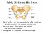 Pectoral girdle Pelvic girdle Upper limbs Lower limbs. - ppt