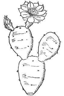 Cactus Drawing Outline Prickly Pear Gutenberg Simple Lg Draw