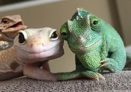 hue hue hue hue Smiling Lizard Couple Know Your Meme