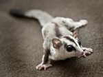 Are Sugar Gliders Good Pets? This is Human Relations You Mus