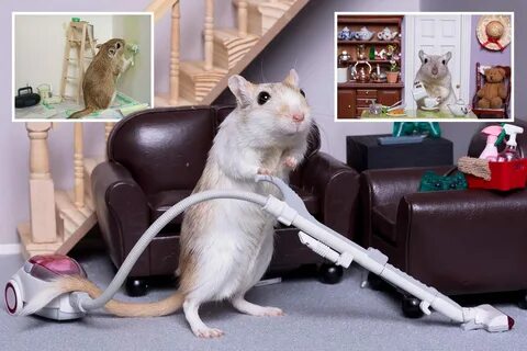 Gerbils get the house squeaky clean as they vacuum, pour tea