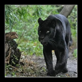 Panther Jaguar pictures, Black jaguar, Panther cat