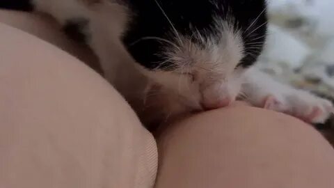 Котёнок сосет руку. Информация в описании... - YouTube