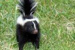 Sharesloth Baby skunks, Skunk, Baby animals