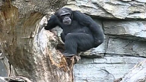 Gorilla finger sniff - funny monkey - YouTube