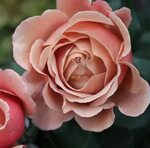Коко локо - описание сорта розы, основные характеристики, от