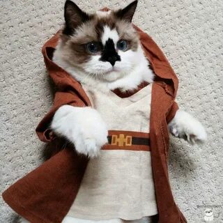 Caturday - Star Wars Cats - Reading With Leashes
