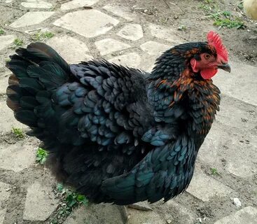 Crow, a black sex link chicken BackYard Chickens - Learn How