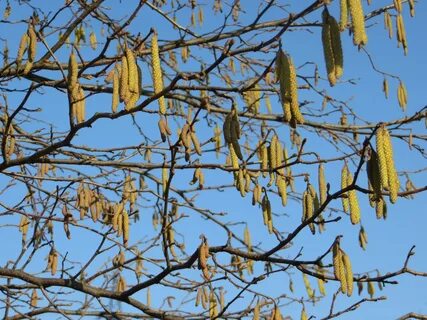 Long earrings on a large tree free image download