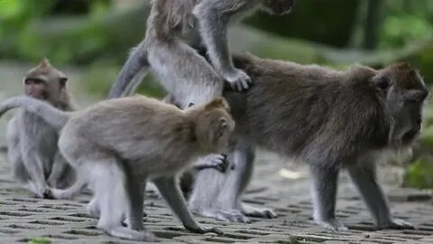 Monkey mating Popular Royalty-Free Videos