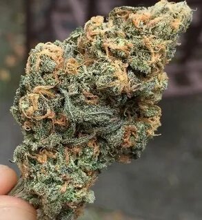 blue dream strain blue dream blue dream weed