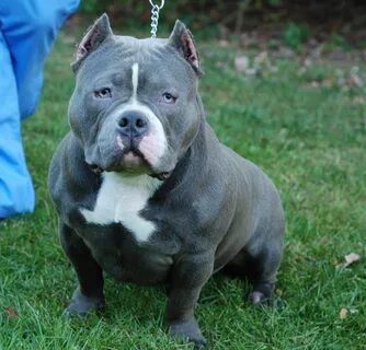 American Bully puppies For sale in Ohio Cães fofos, Cães