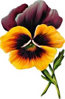Clipart At Getdrawings - Pansy - Png Download - Large Size P