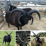 Four horned Hebridean sheep. They look simply bad ass. - 9GA