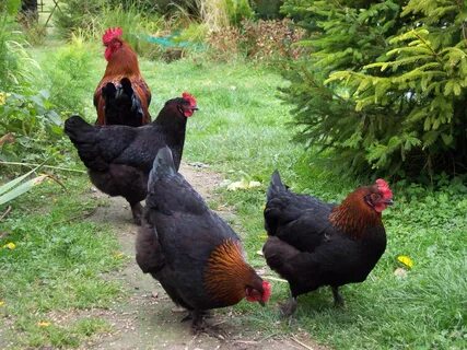 Poules de Marans