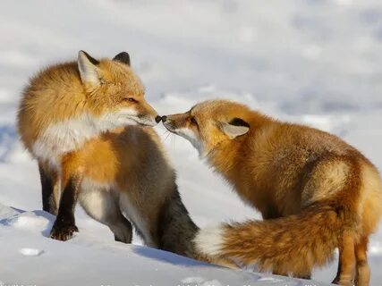 Pin by Andrea England on Foxes Pet fox, Red fox, Fox