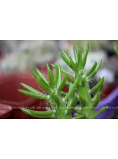 Аустроцилиндропунция шиловидная (Austrocylindropuntia subula