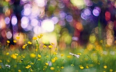 Flowers Yellow Grass Nature Bokeh HD Wallpaper - FreeHDWalls